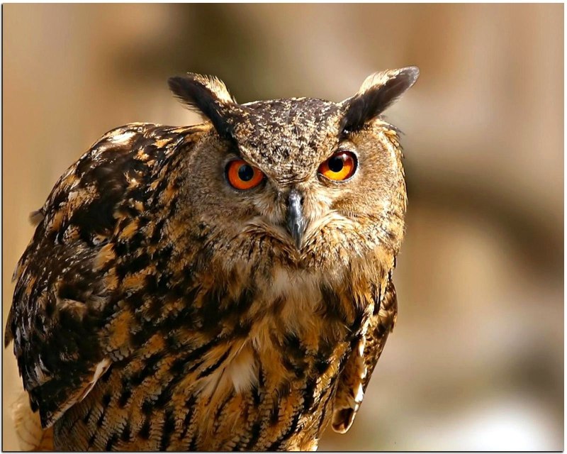 Обыкновенный Фи́лин ( Bubo Bubo)