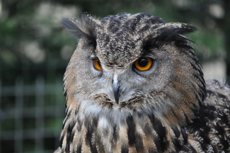 Евразийский Филин (Eurasian Eagle Owl, Bubo Bubo)
