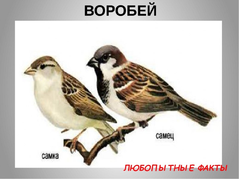 Воробей отличие самца от самки
