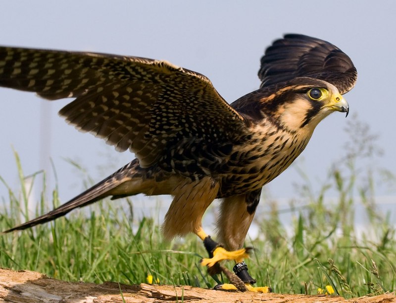 Falco femoralis — южномексиканский Сокол