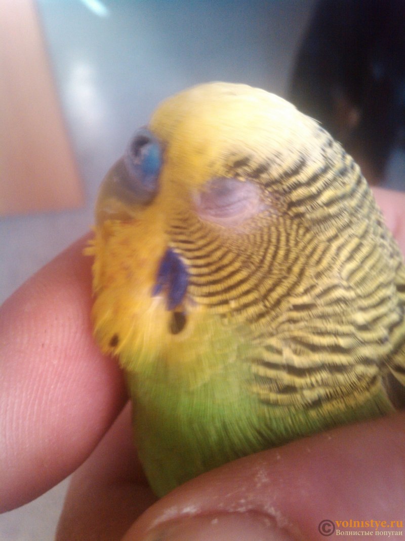 Волнистый попугай закрывает глаза (75 фото)