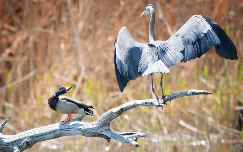 Heron Florida, США