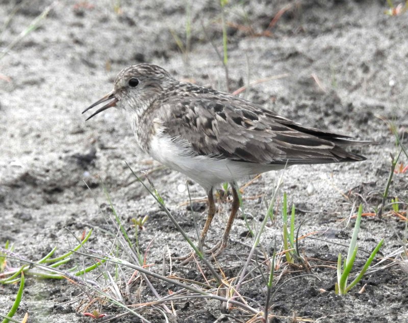 Белохвостый песочник Calidris temminckii