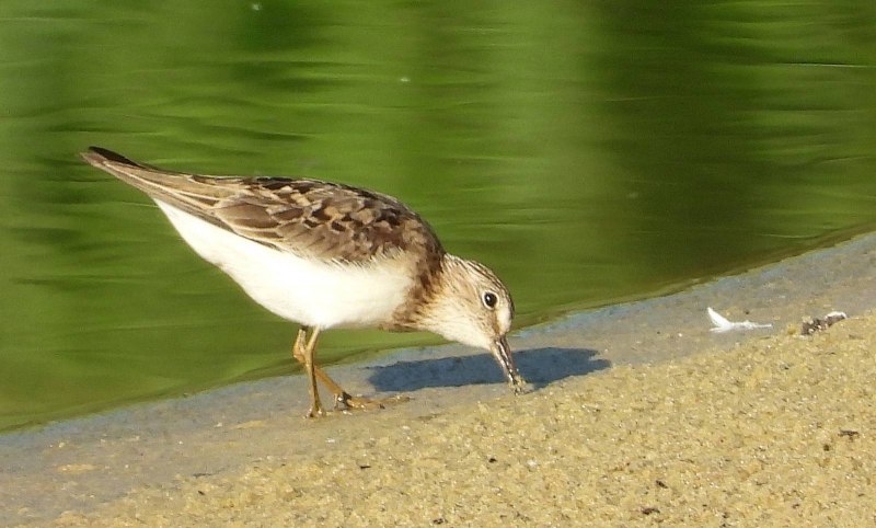Чернозобик (Calidris Alpina) Dunlin