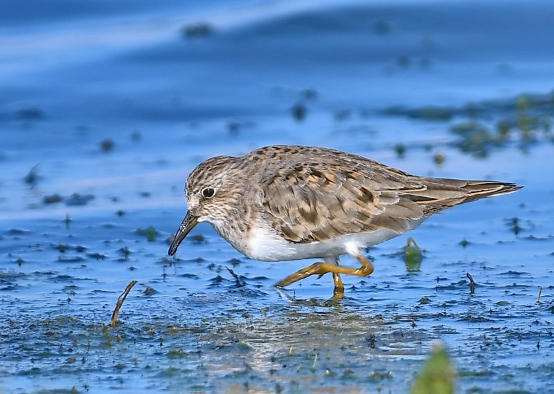 Белохвостый песочник Calidris temminckii