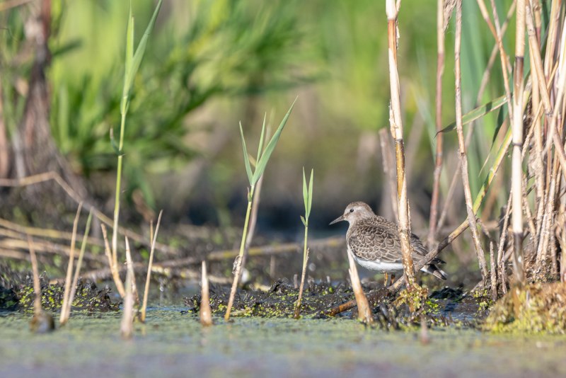 Calidris temminckii