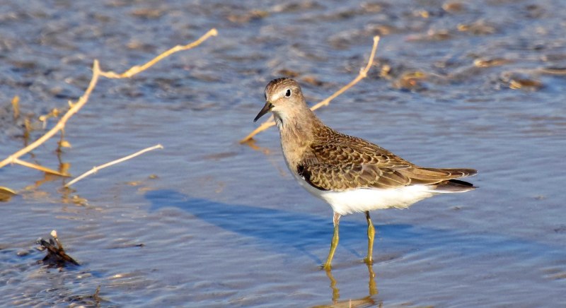 Белохвостый песочник Calidris temminckii