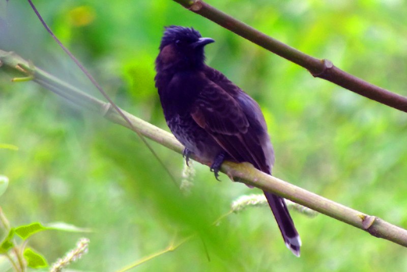 Cuckoo Bird
