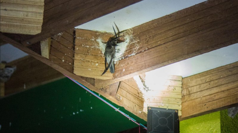 Суп из ласточкиных гнезд