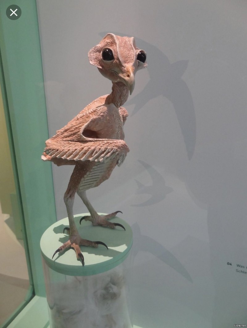 Лысая сова без перьев (39 фото)