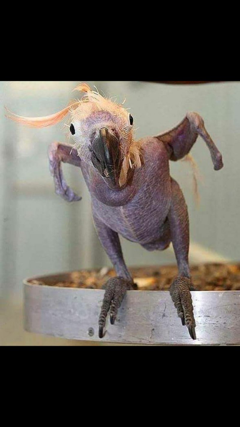 Сова без перьев