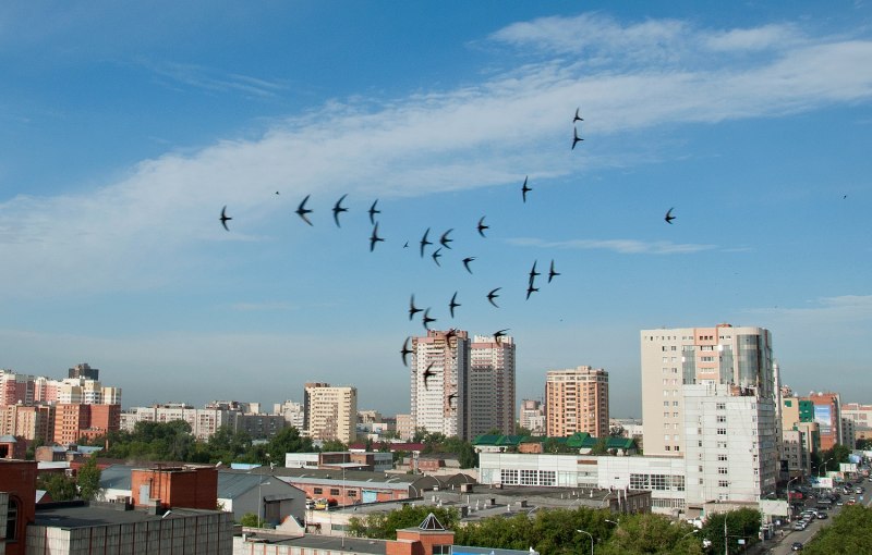 Птицы над городом