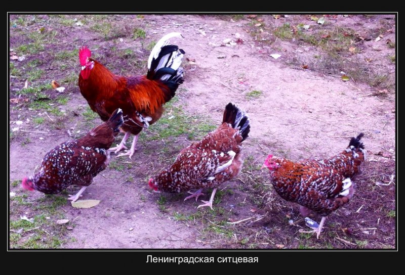 Ливенская ситцевая порода