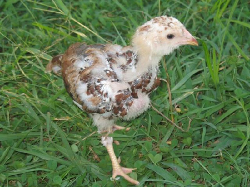 Ливенские куры