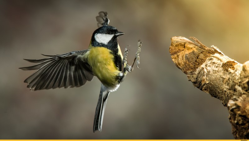 How to prevent Birds in my Toof