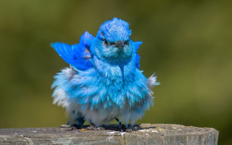 Птицы синего цвета (44 фото)