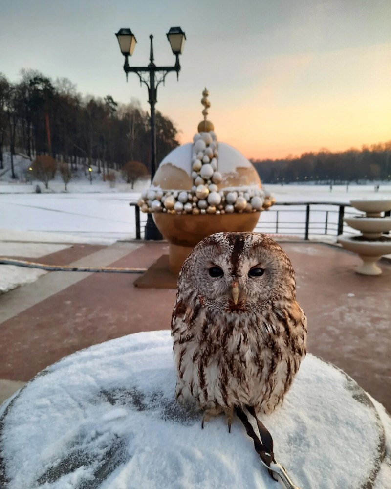 Домик для Совы