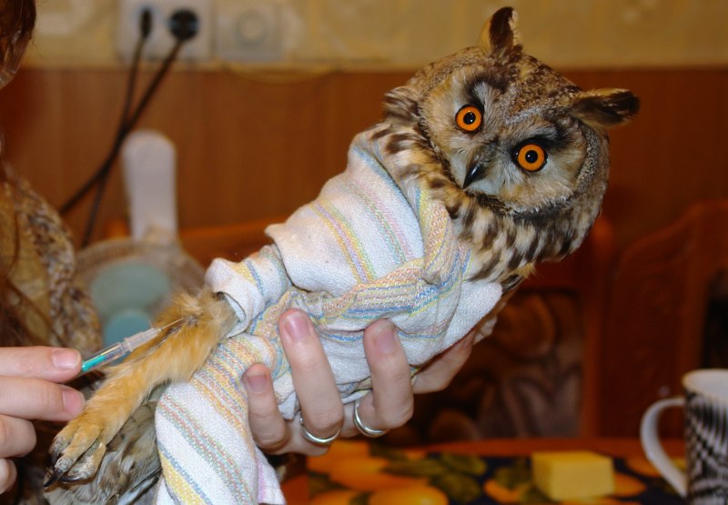 Совенок домашний питомец