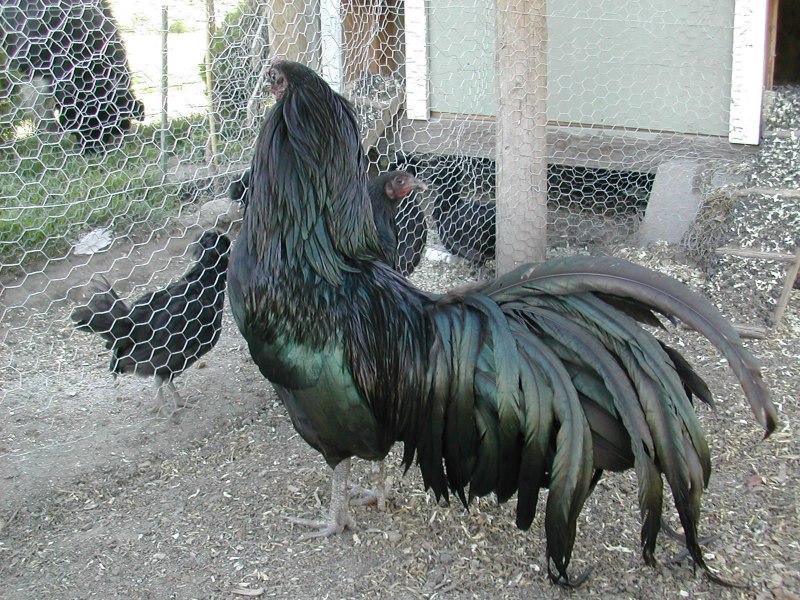 Куры породы Йокогама