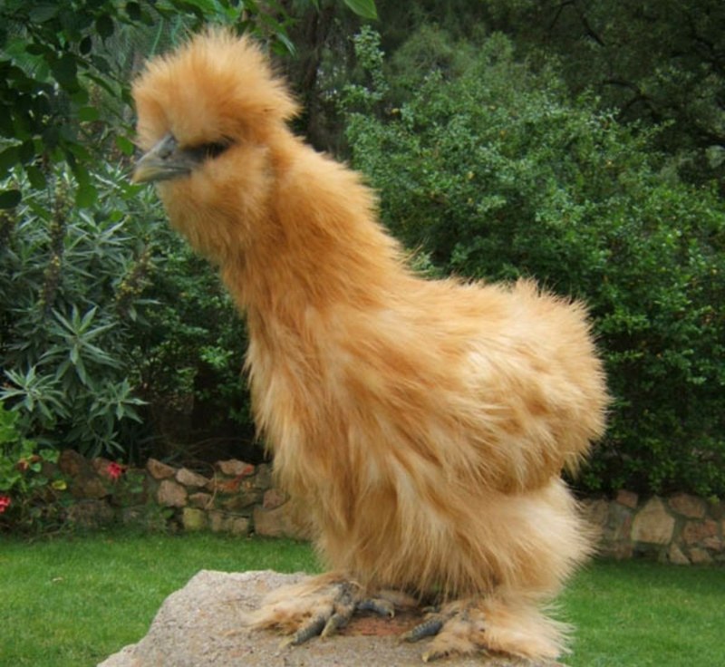 Китайская шелковая
