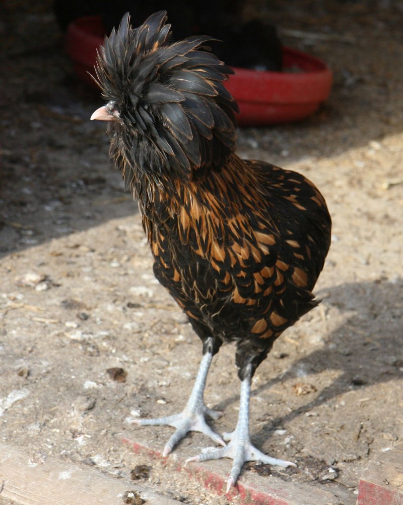 Люкинданзи куры