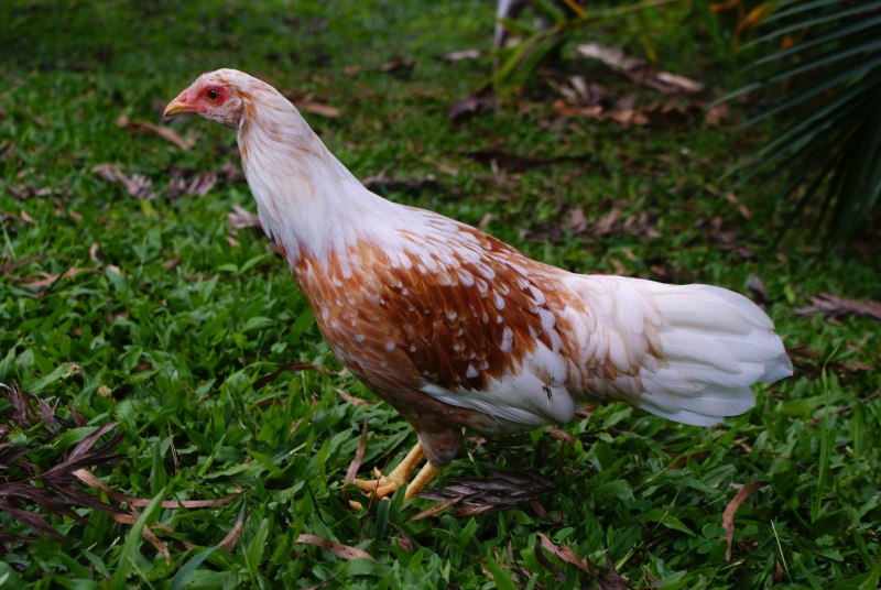 Куры породы Йокогама