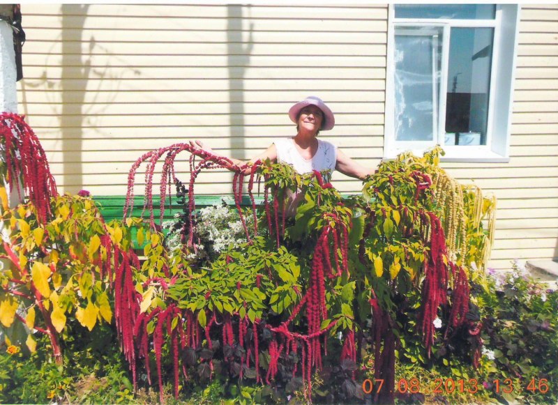 Амарант хвостатый (Love-Lies-Bleeding)