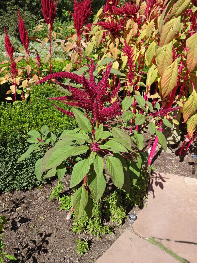 Amaranthus cruentus Амарант