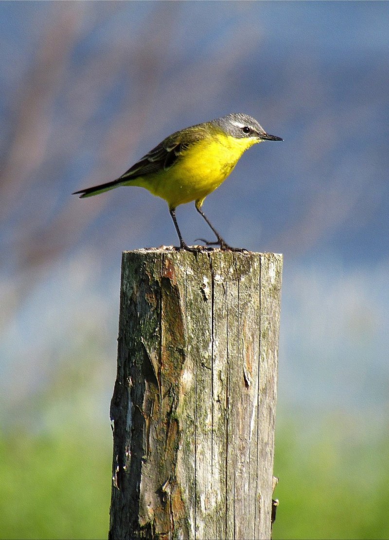 Жёлтая трясогузка (Motacilla Flava). Птицы Сибири