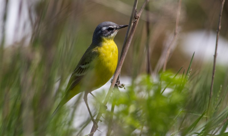 Жёлтая трясогузка (Motacilla Flava). Птицы Сибири