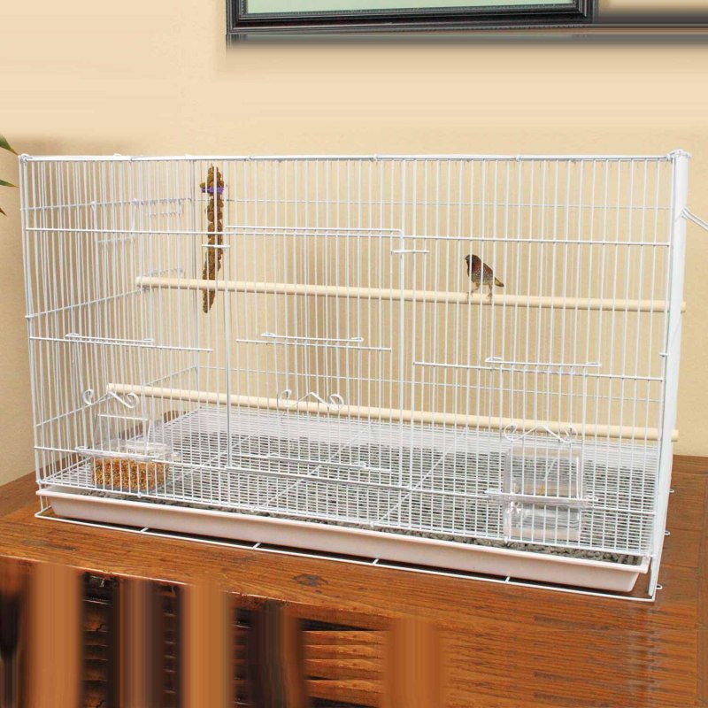 Petco Finches