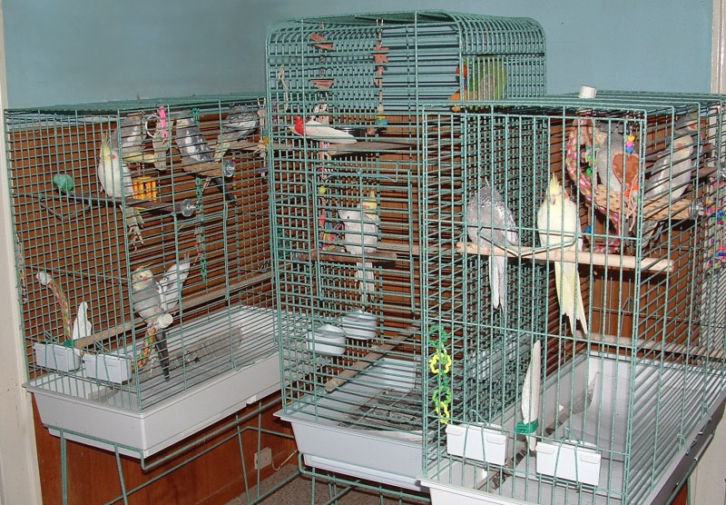 Корелла в клетке