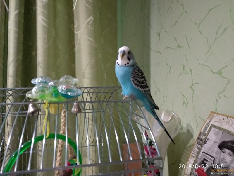 Жердочки для волнистых попугаев
