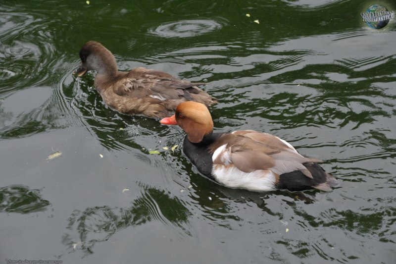 УТКС Pochard