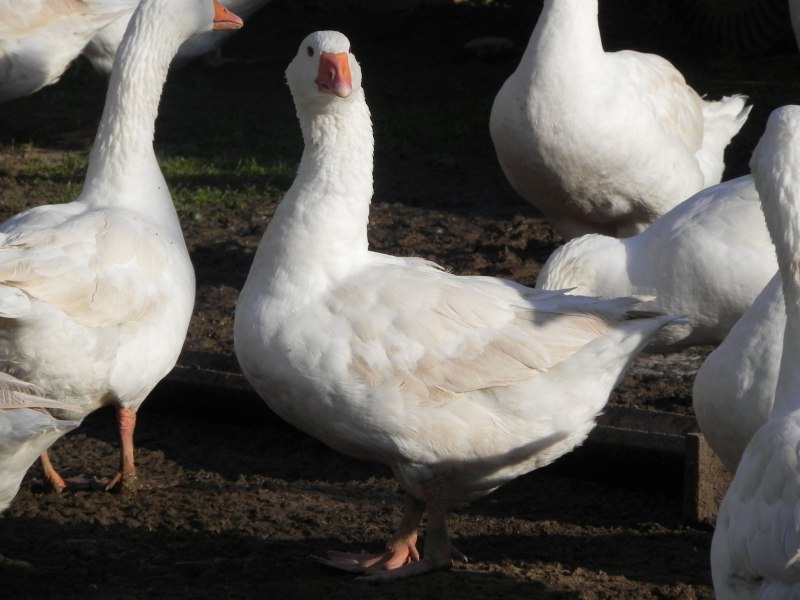 White Goose