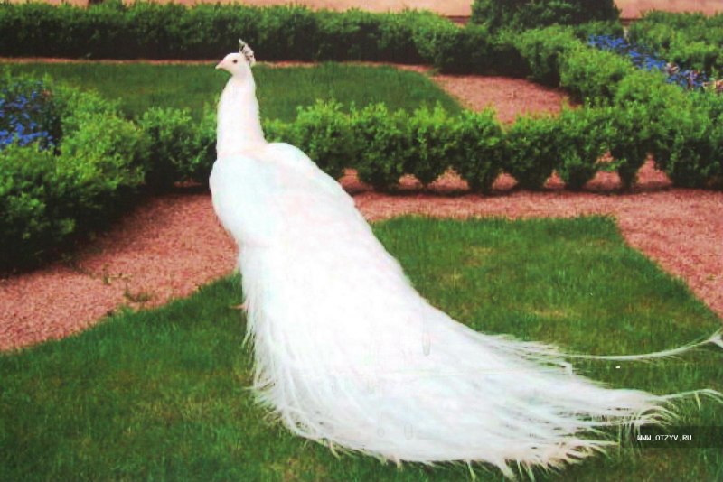 Белый Королевский Павлин