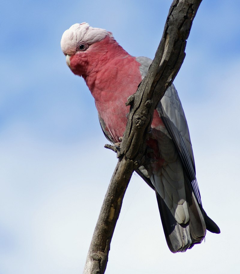 Eolophus roseicapilla
