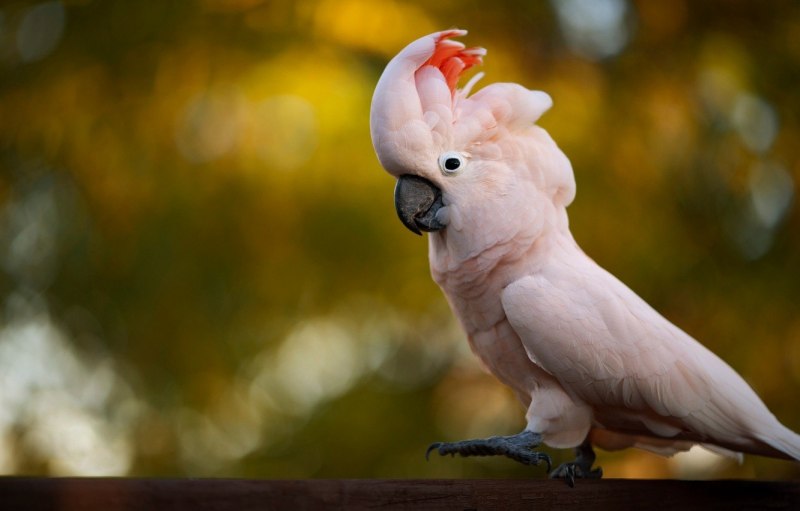 Cacatua leadbeateri