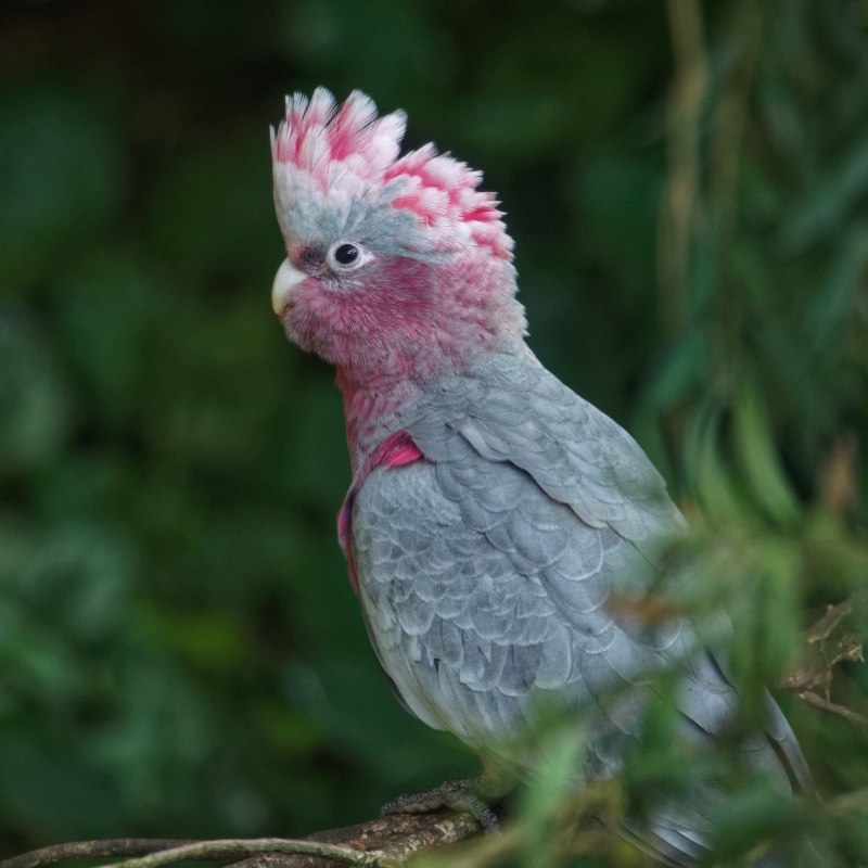 Eolophus roseicapilla