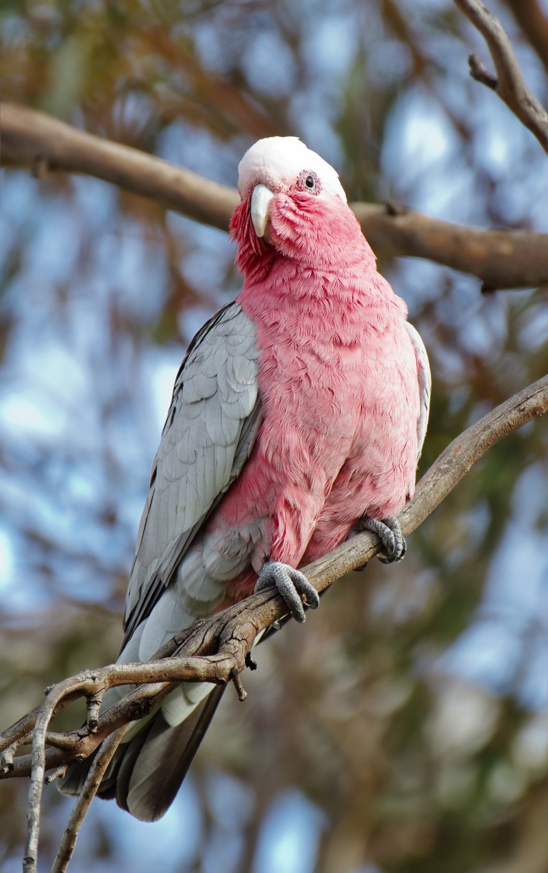 Eolophus roseicapilla