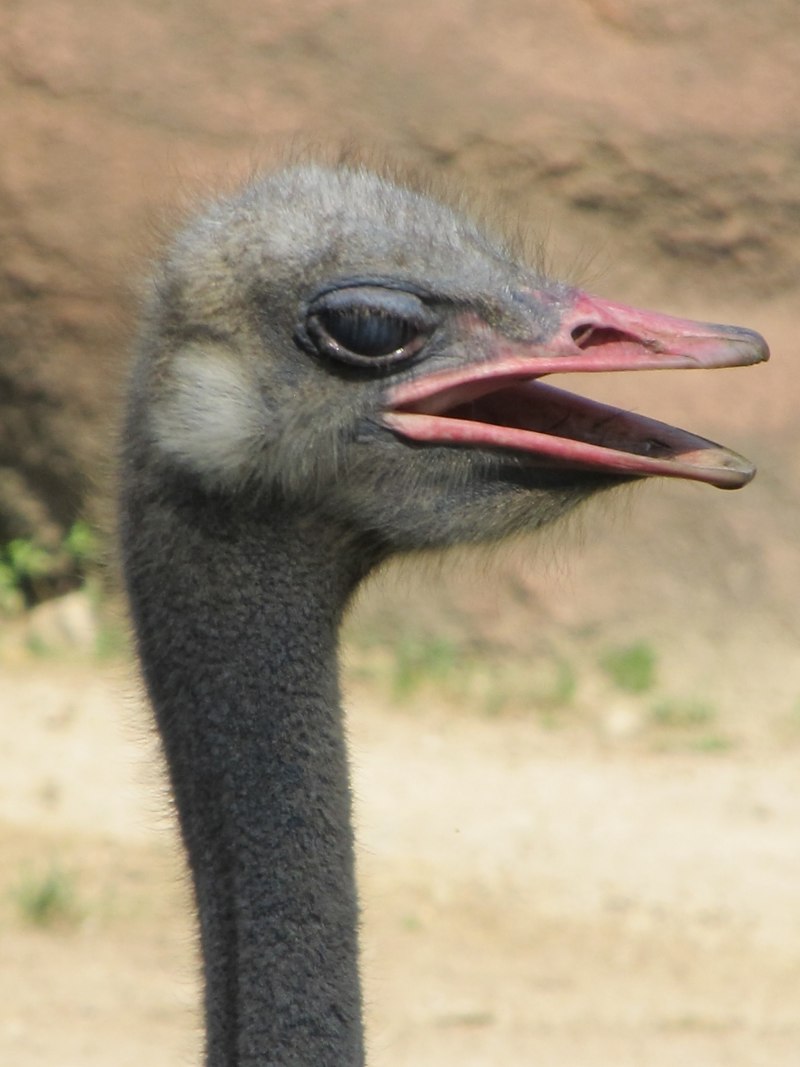Ostrich птица