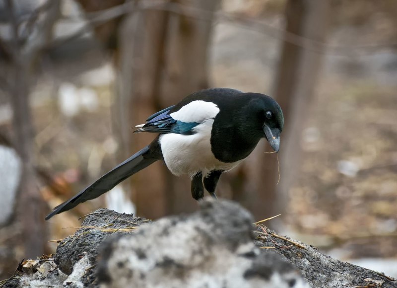 Лесная сорока