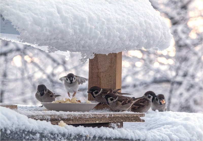 Воробьи у кормушки зимой