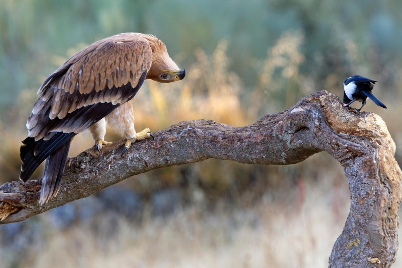 Perfectly timed photos Birds