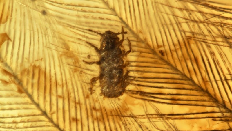 Linognathus setosus( собачья вошь)