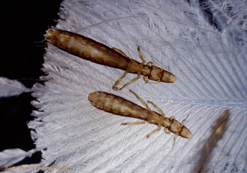 Головная вошь (Pediculus humanus capitis)