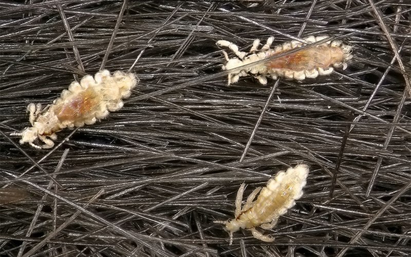 Куриная вошь (Menopon gallinae)