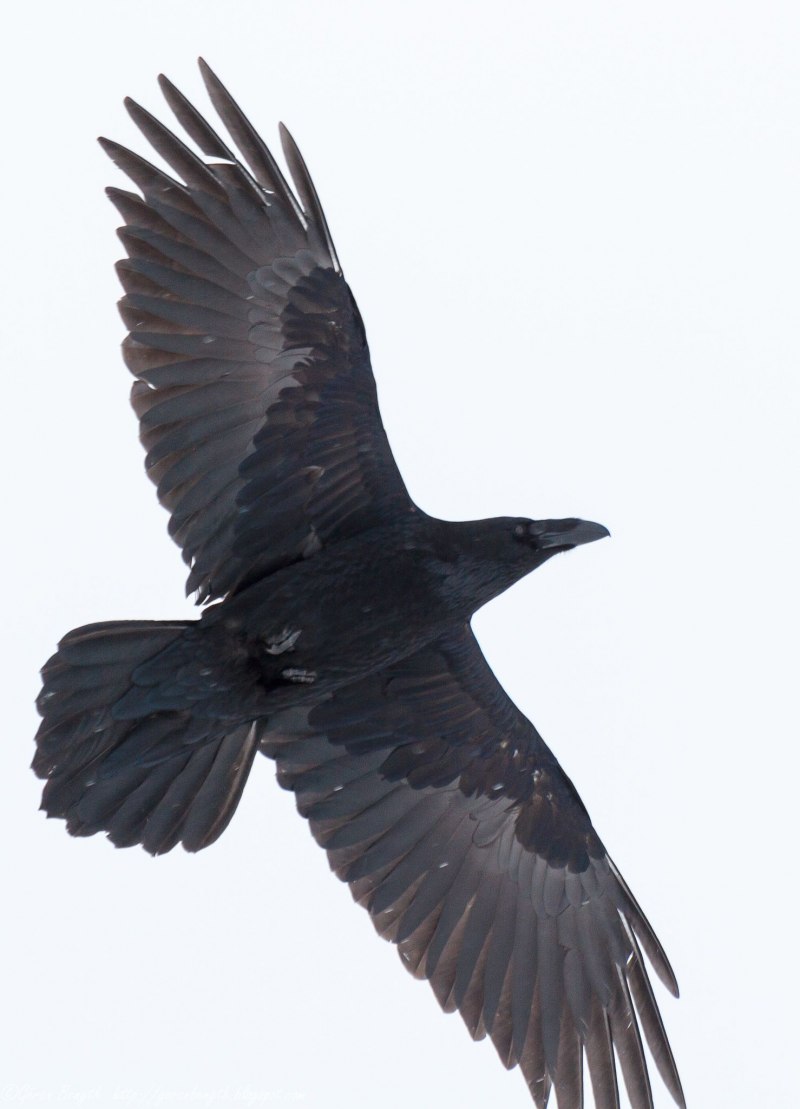 Common Raven