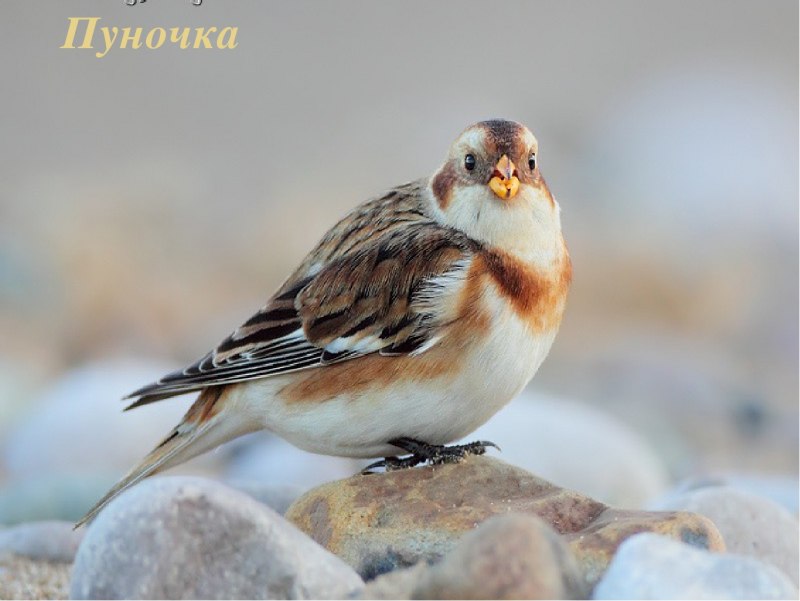Полярный Воробей пуночка
