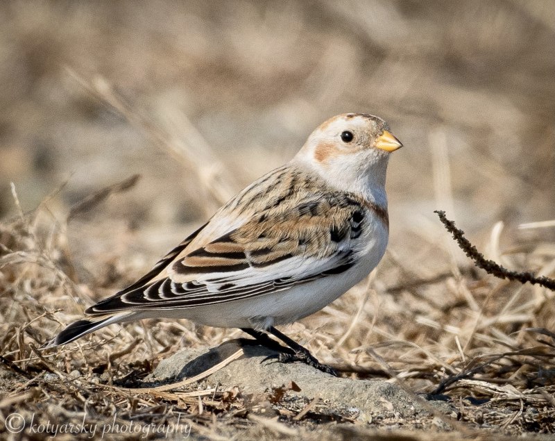 Пуночка Plectrophenax nivalis